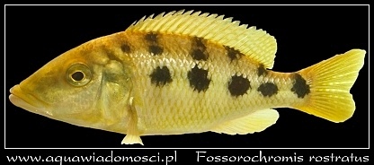 Fossorochromis rostratus.jpg